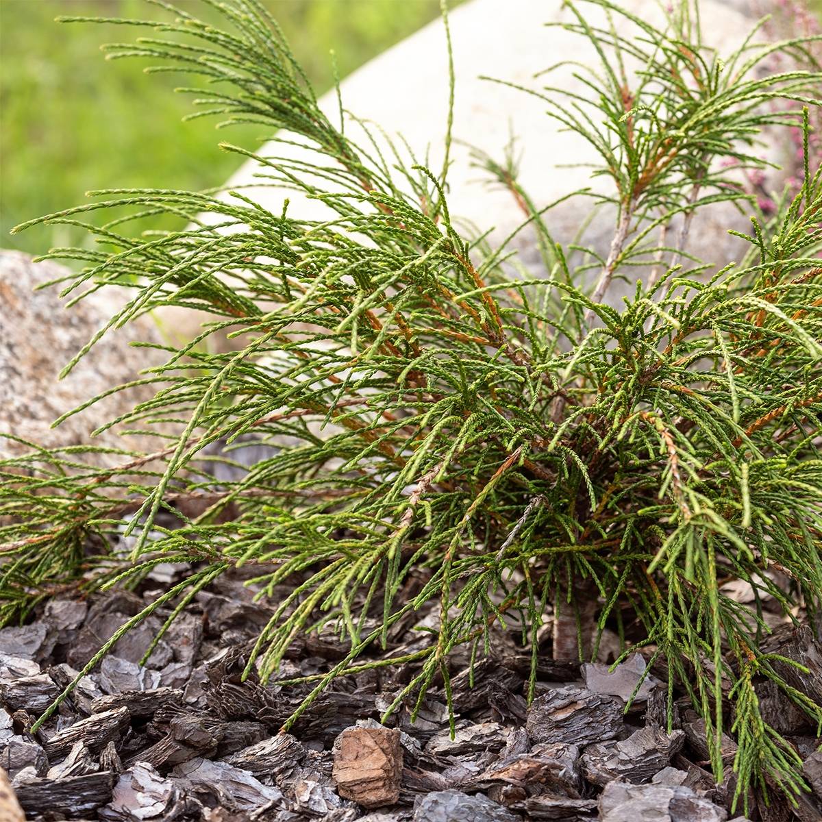 Promesse de Fleurs - Thuya géant - Thuja plicata Whipcord Godet de 8/9 cm