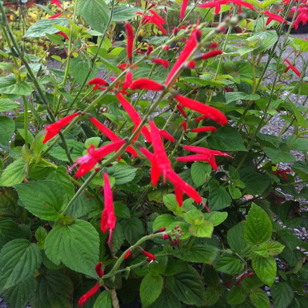 Sauge Tangerine goût d'orange - Salvia elegans Pot de 1,5L/2L