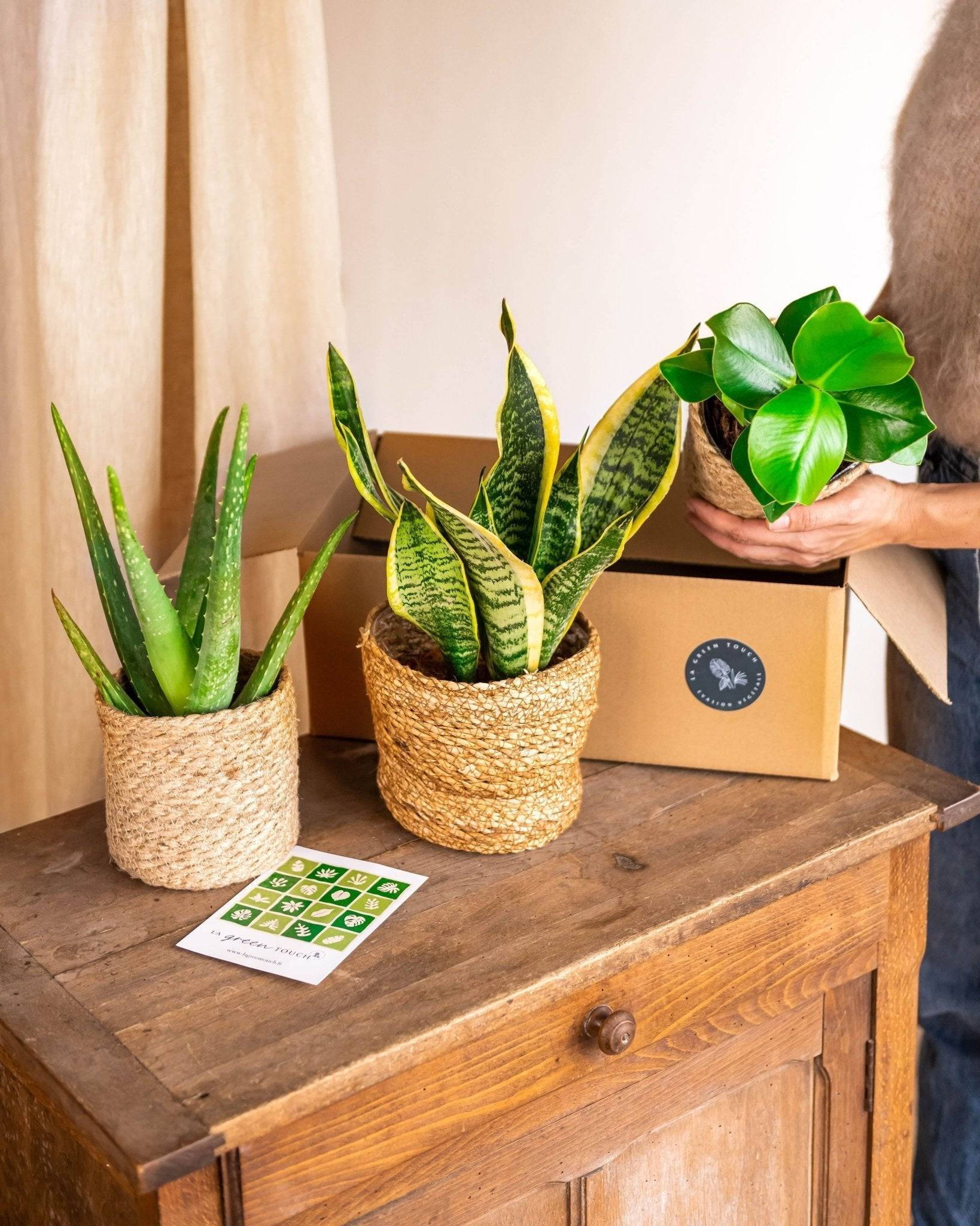 Coffret de Plantes Easycare 50cm - H50cm