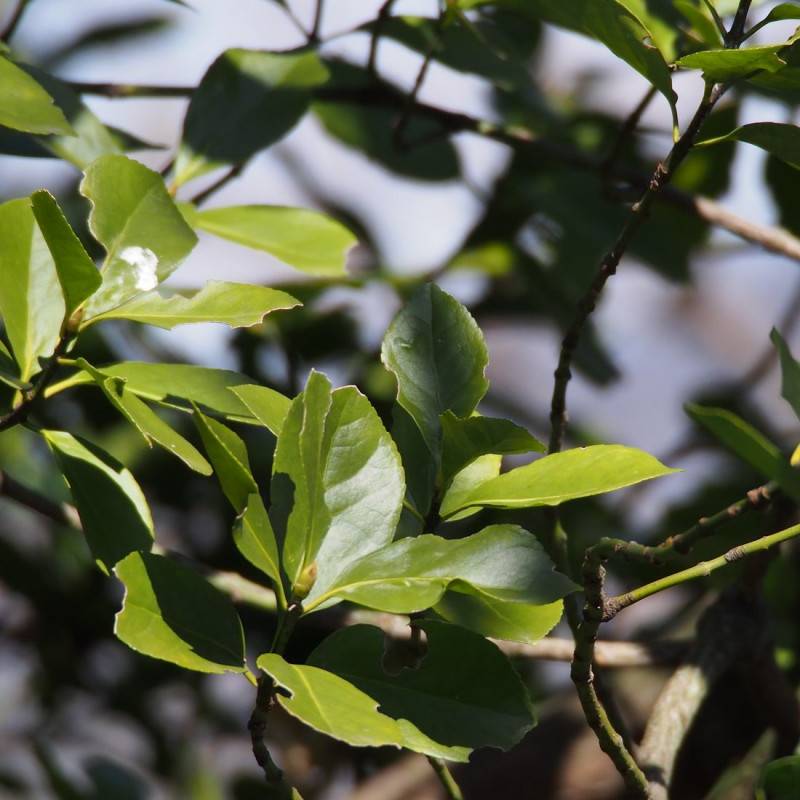 Fusain du Japon, Euonymus - Pot de 3L - 40/60 cm - Imagen 1