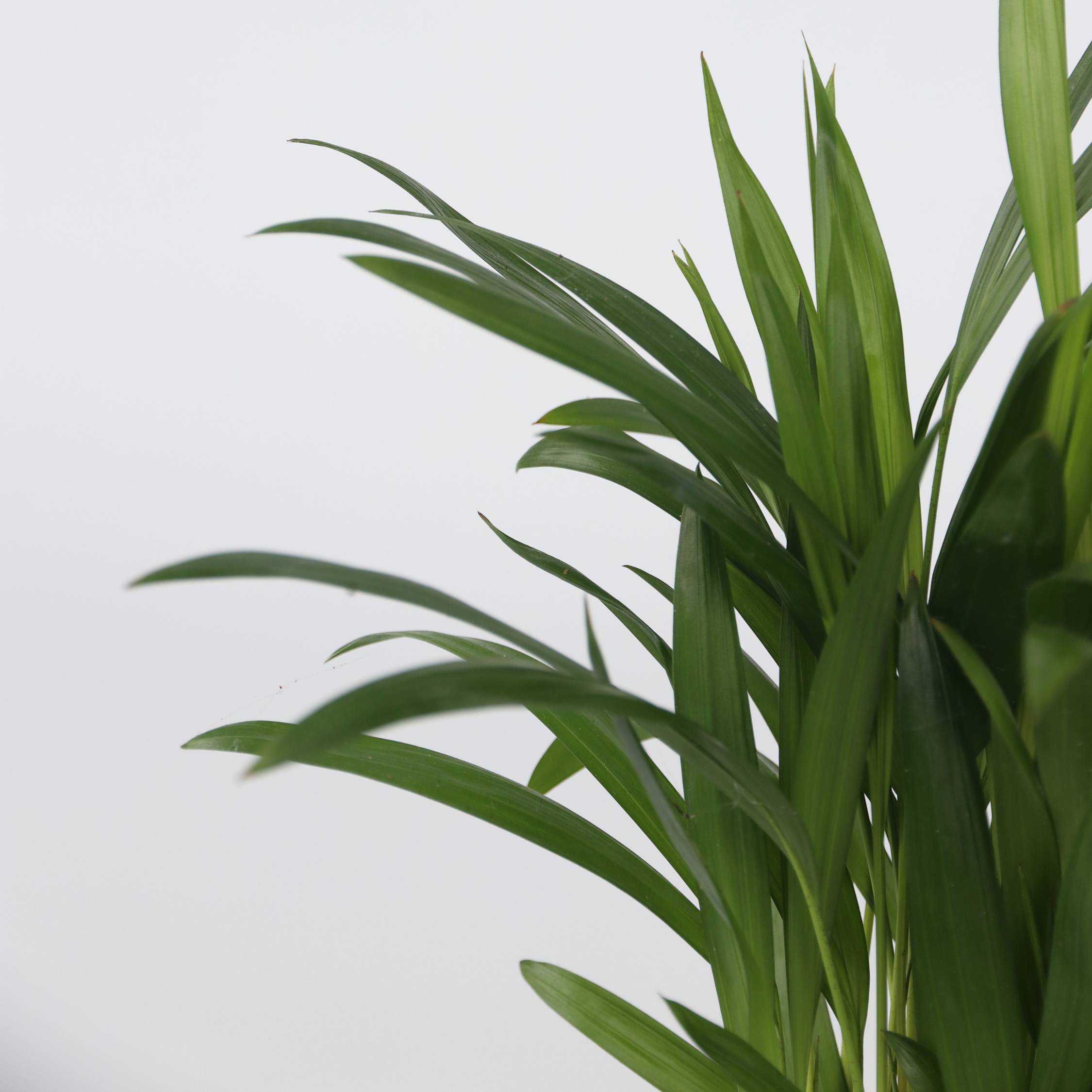 Plant In A Box - Plantes d'intérieur tendance - Set de 4 - Hauteur 25-40cm - ⌀12cm - Image 3