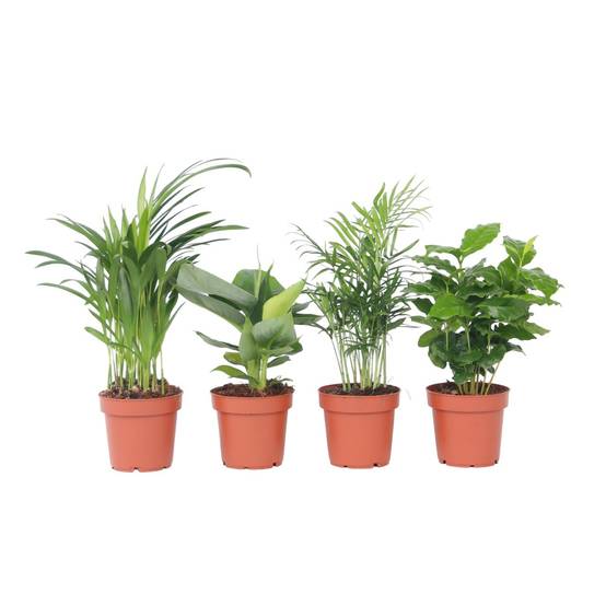 Plant In A Box - Plantes d'intérieur tendance - Set de 4 - Hauteur 25-40cm - ⌀12cm - Image 1