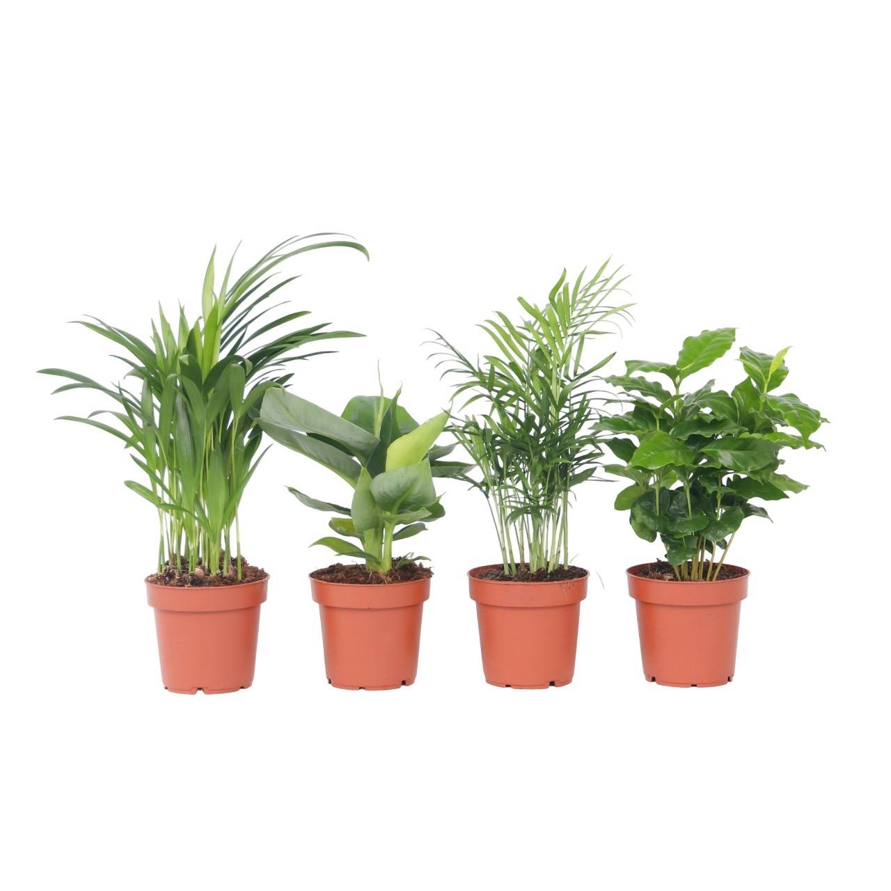Plant In A Box - Plantes d'intérieur tendance - Set de 4 - Hauteur 25-40cm - ⌀12cm - Image 1