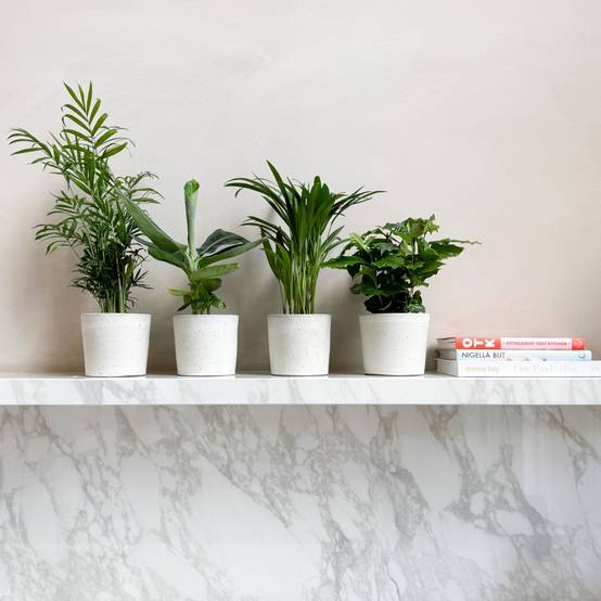 Plant In A Box - Plantes d'intérieur tendance - Set de 4 - Hauteur 25-40cm - ⌀12cm - Image 2