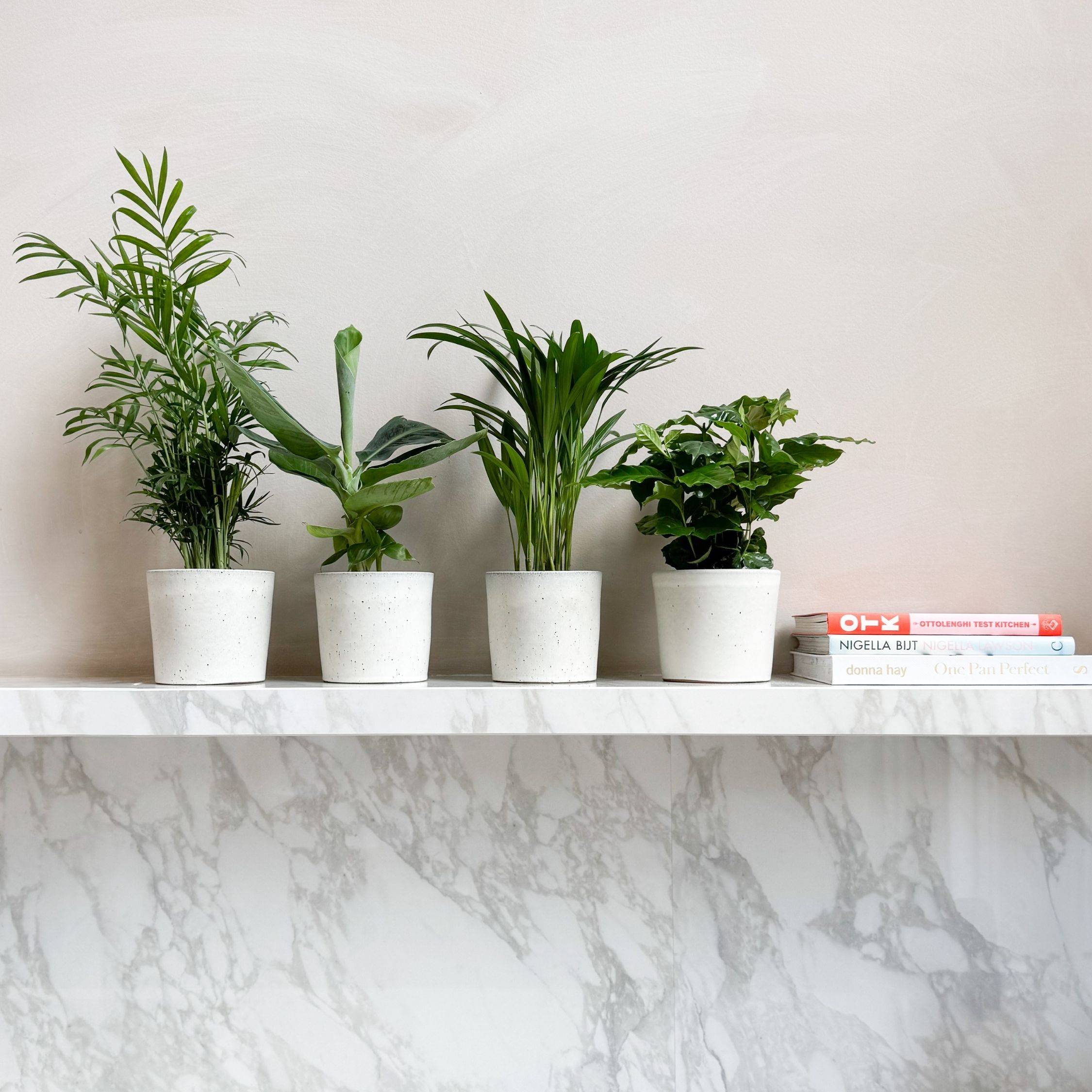 Plant In A Box - Plantes d'intérieur tendance - Set de 4 - Hauteur 25-40cm - ⌀12cm - Image 2