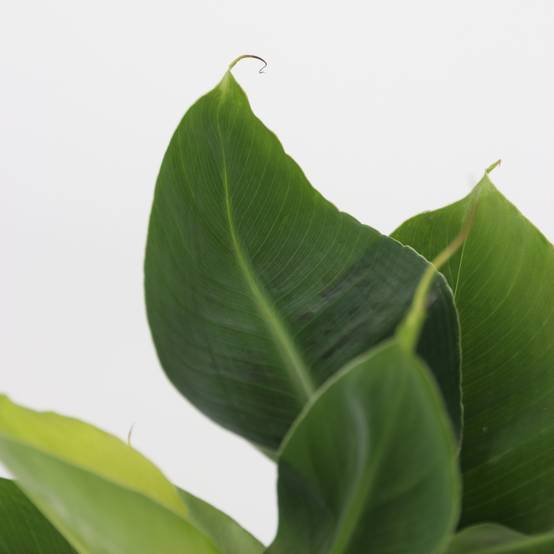 Plant In A Box - Plantes d'intérieur tendance - Set de 4 - Hauteur 25-40cm - ⌀12cm - Image 4