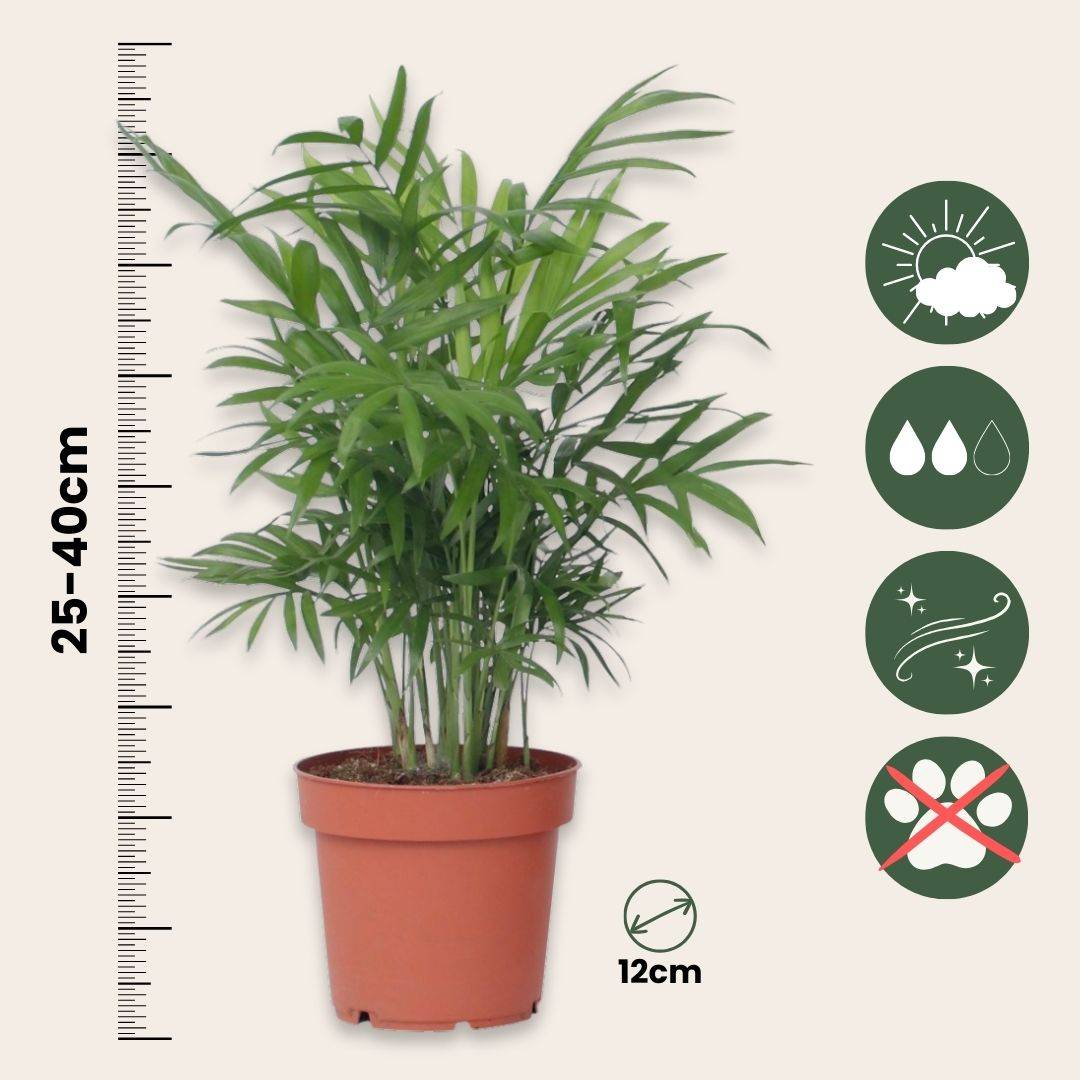 Plant In A Box - Plantes d'intérieur tendance - Set de 4 - Hauteur 25-40cm - ⌀12cm - Image 5