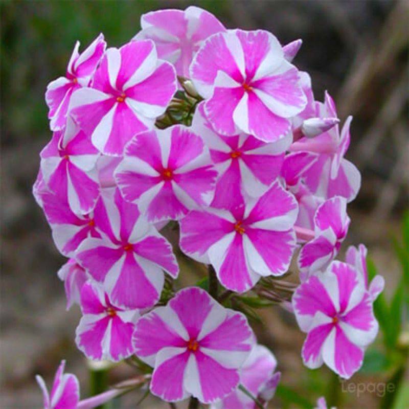 3 Phlox 'Natasha' - Lot de 3 vivaces - Pépinières Naudet - Imagen 1