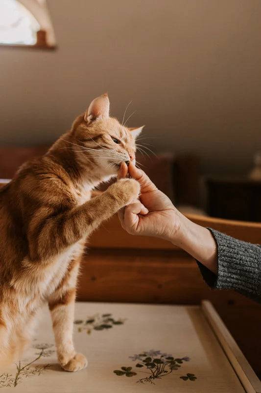 Marly & Dan - Friandises Sans Céréales "Système Urinaire" pour Chat - Imagen 4