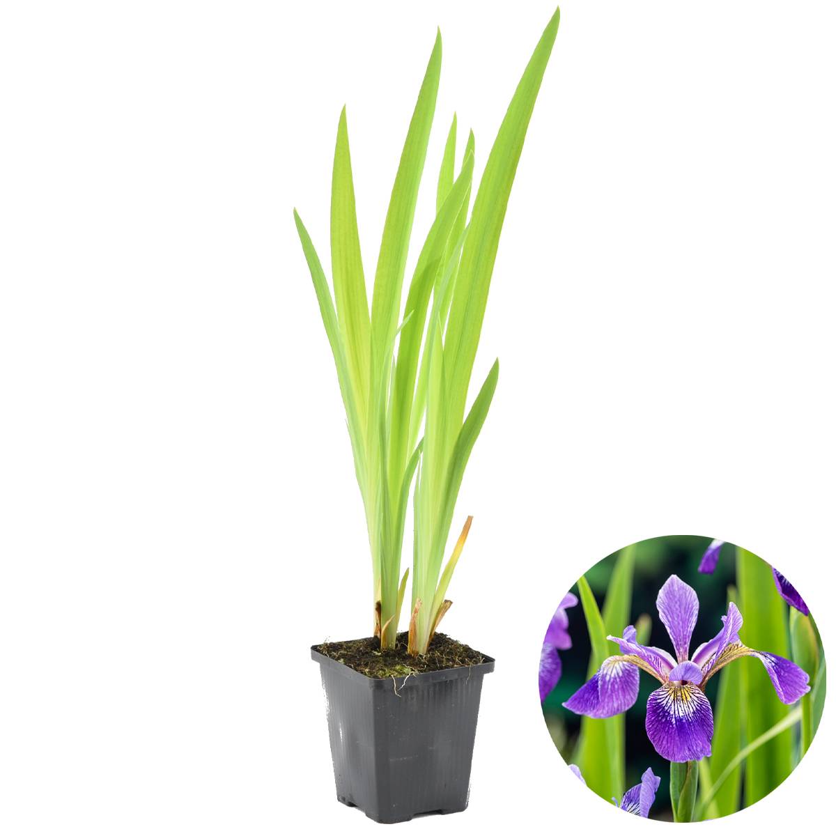 Iris Versicolor - Iris versicolore - Plantes de bassin - Plantes aquatiques - H. 20-30 cm - P. 9 cm - Image 1
