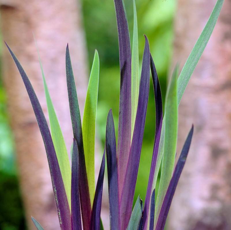Iris Versicolor - Iris versicolore - Plantes de bassin - Plantes aquatiques - H. 20-30 cm - P. 9 cm - Image 4