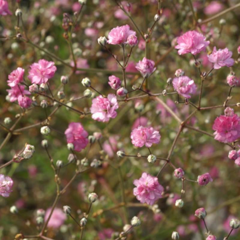 Gypsophile paniculée Flamingo à fleurs Rose/ - feuillage Caduc - Godet - 5/20 cm