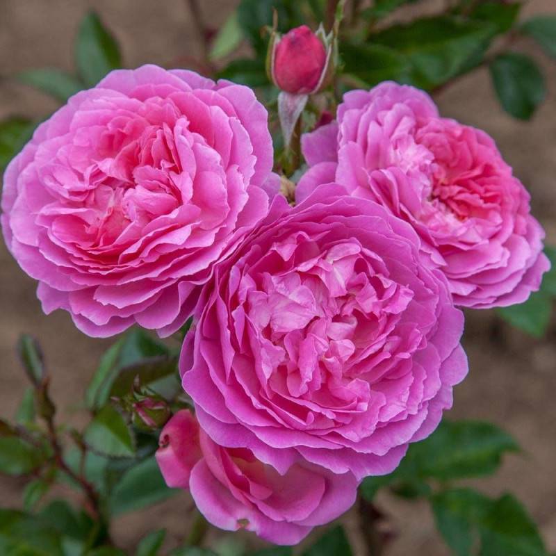 Rosier à fleurs groupées Baie des Anges Romantica® 'Radprov' à fleurs Rose - feuillage Caduc - Pot de 3L - 20/40 cm-  hauteur à maturité De 0,50 m à 1 - Image 3