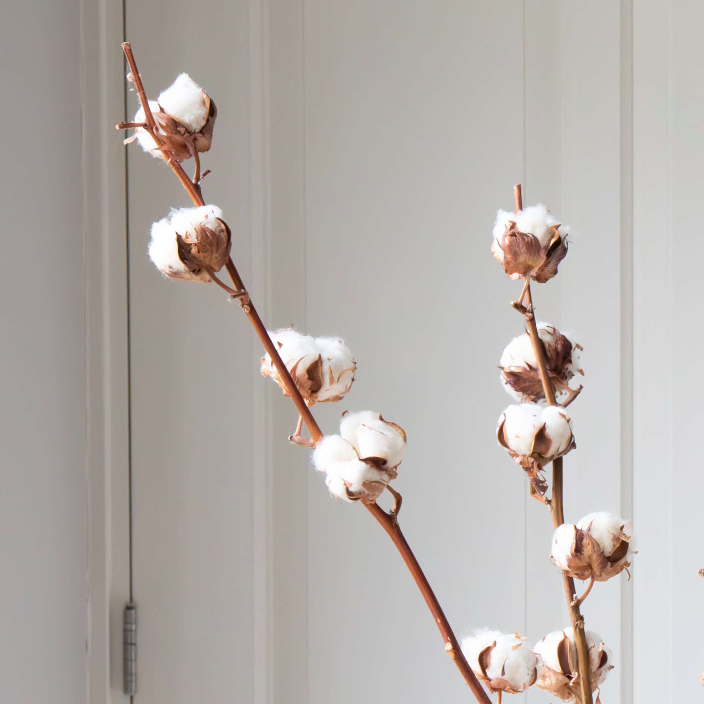 Fleurs séchées - Set de 3 - Bouquet 'Cotton branch' - Image 3