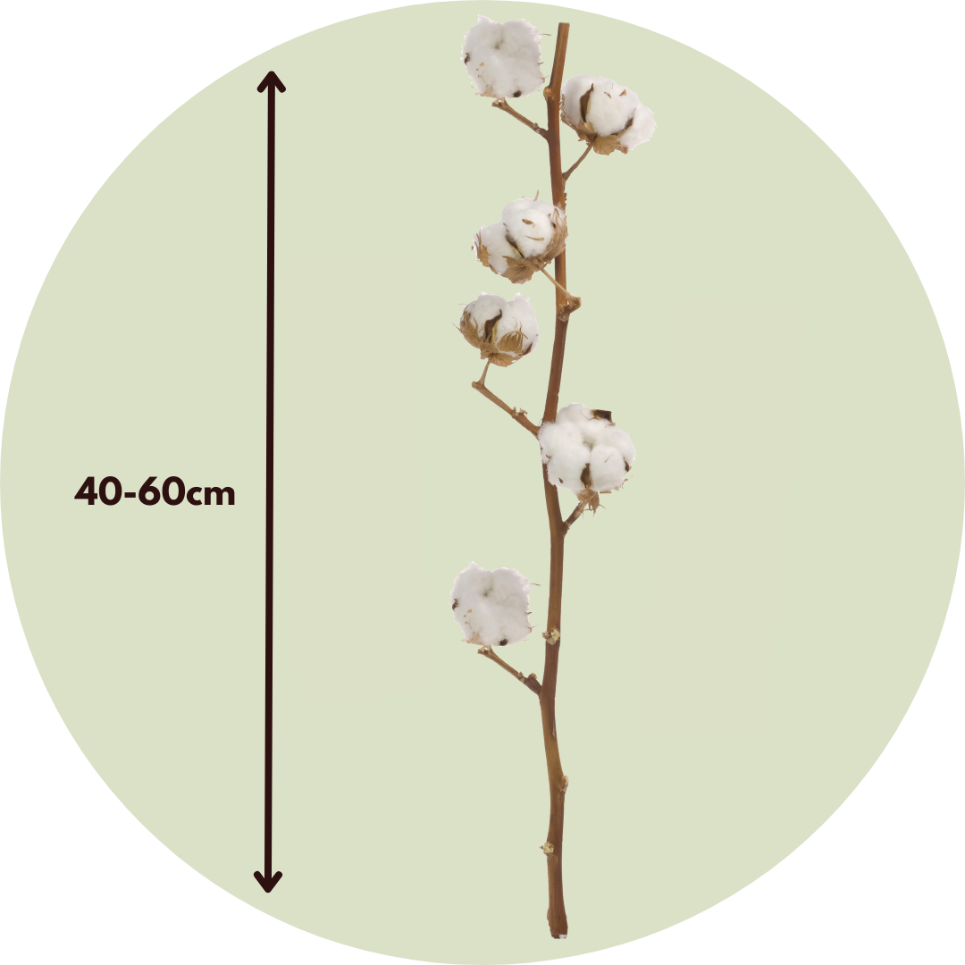 Fleurs séchées - Set de 3 - Bouquet 'Cotton branch' - Image 4