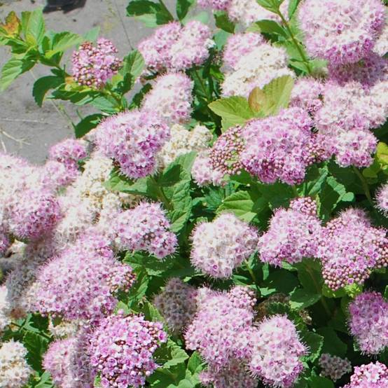Spirée à feuilles de bouleau Pink Sparkler® 'COURISPI01', Spiraea à fleurs Rose - feuillage Caduc - Pot de 1,5L - 10/20 cm- hauteur à maturité De 0,5 - Image 3