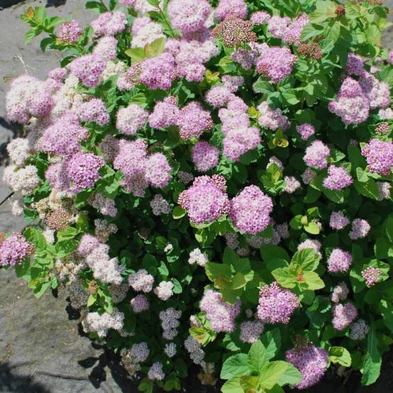 Spirée à feuilles de bouleau Pink Sparkler® 'COURISPI01', Spiraea à fleurs Rose - feuillage Caduc - Pot de 1,5L - 10/20 cm- hauteur à maturité De 0,5 - Image 1