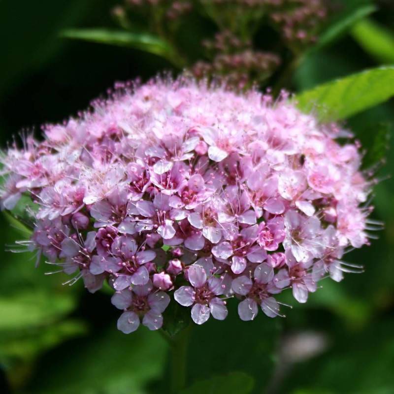 Spirée à feuilles de bouleau Pink Sparkler® 'COURISPI01', Spiraea à fleurs Rose - feuillage Caduc - Pot de 1,5L - 10/20 cm-  hauteur à maturité De 0,5 - Image 4