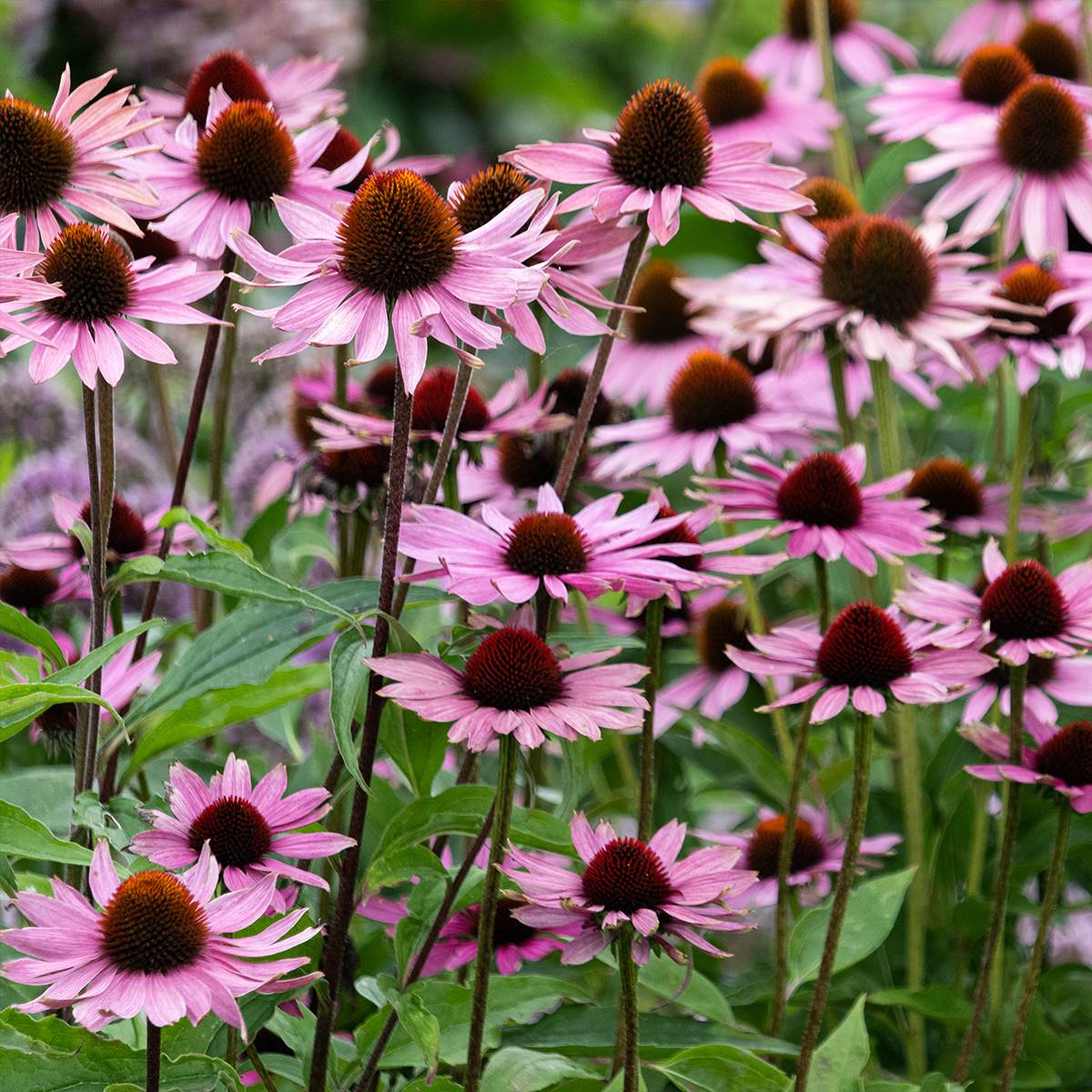 Echinacea purpurea Augustkönigin - Echinacée Godet de 8/9 cm
