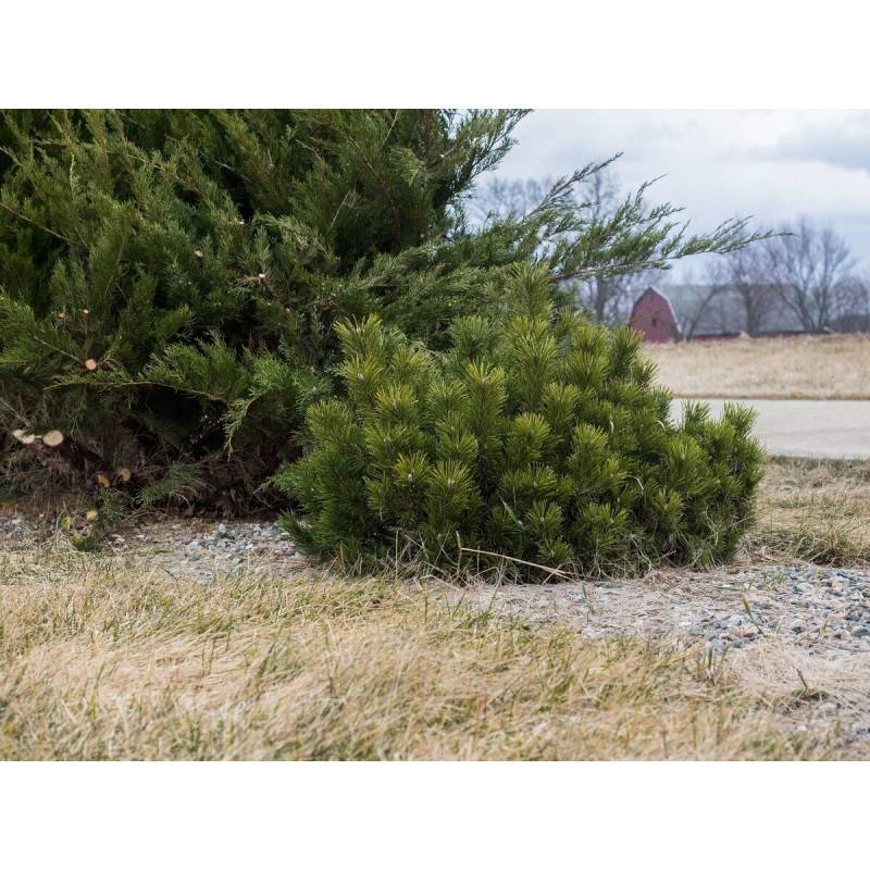 Pin de montagne nain Pumilio, Pinus - Pot de 3L - 20/40 cm - Imagen 1