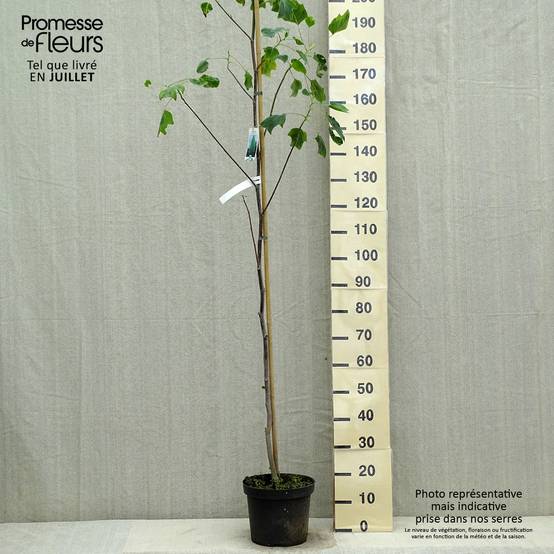 Promesse de Fleurs - Liriodendron tulipifera Aureomarginatum - Tulipier de Virginie Pot de 7,5L/10L - Image 2