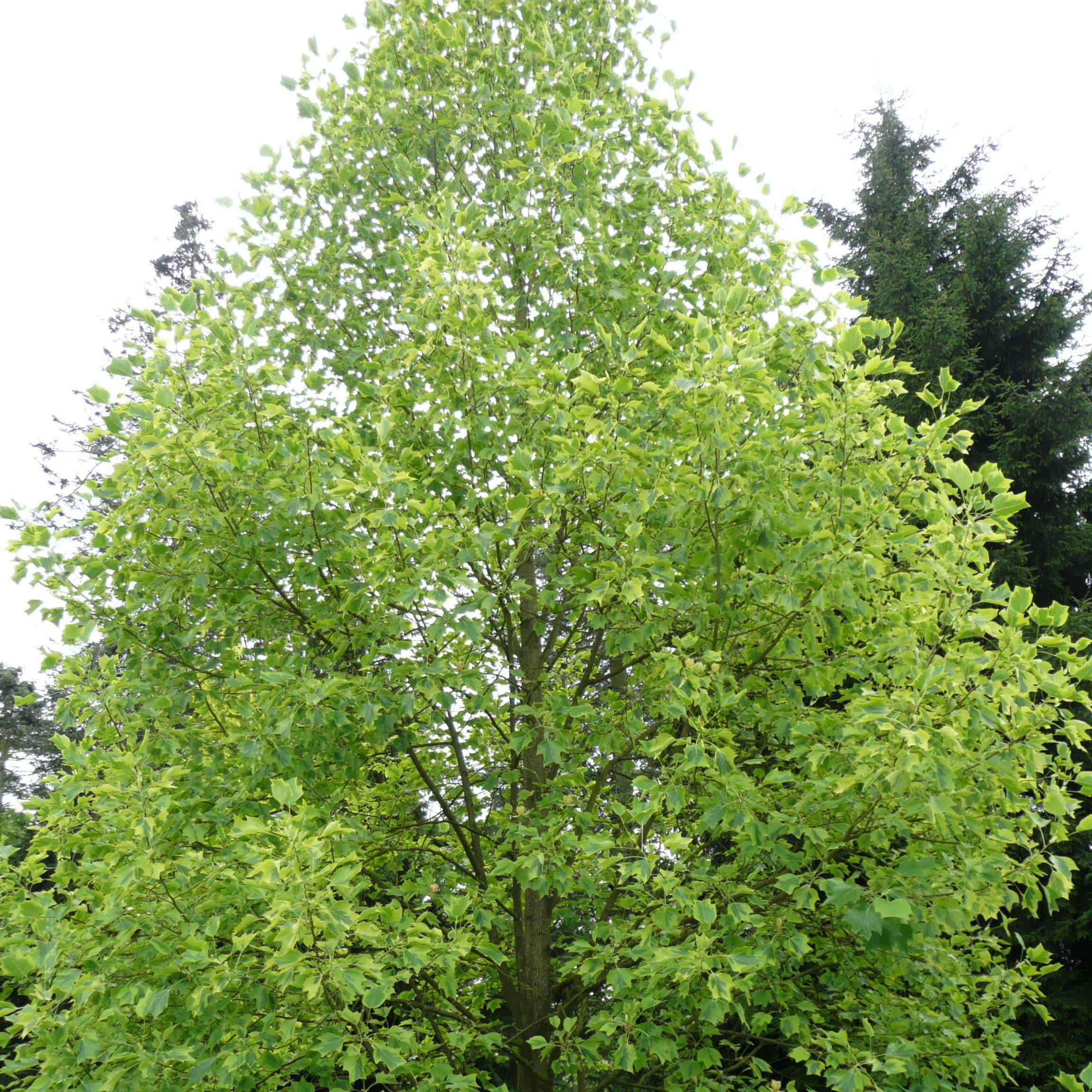Promesse de Fleurs - Liriodendron tulipifera Aureomarginatum - Tulipier de Virginie  Pot de 7,5L/10L - Image 1