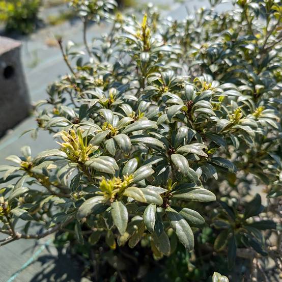 Pittosporum heterophyllum Quissac - Pittospore à feuilles variables Godet de 8/9 cm