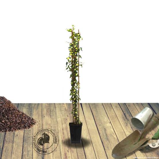 Lierre des bois Goldheart - Pot de 3L - Echelle bambou 60/120 cm - Image 4