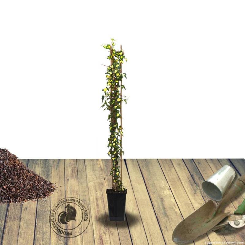 Lierre des bois Goldheart - Pot de 3L - Echelle bambou 60/120 cm - Imagen 4