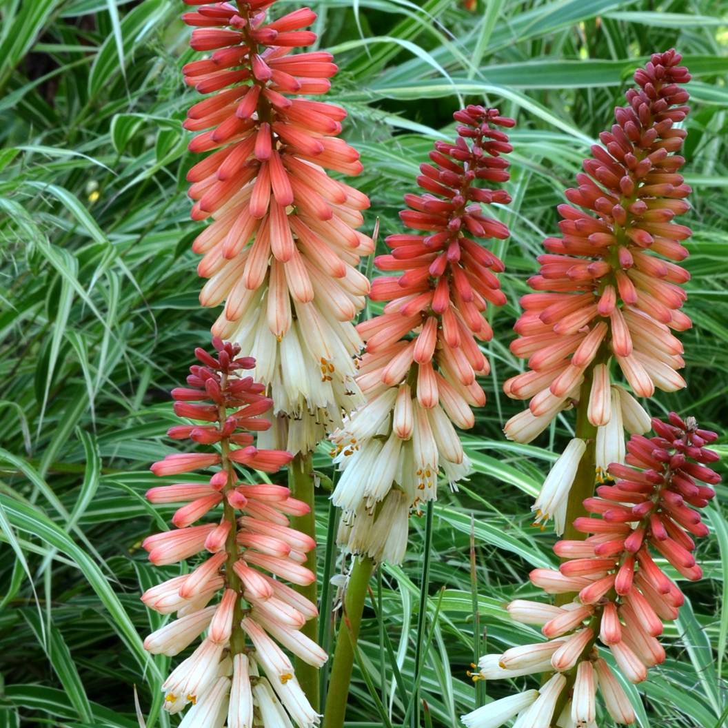 Tritoma - Kniphofia Orange Vanilla Popsicle Godet de 8/9 cm