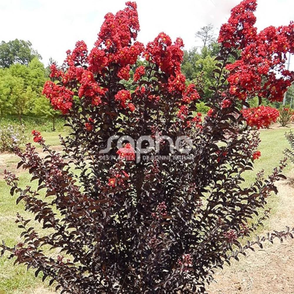 Lilas des Indes Black Diamond® Crimson Red™, Lagerstroemia à fleurs Rouge/ - feuillage Caduc - Pot de 3L - Touffe