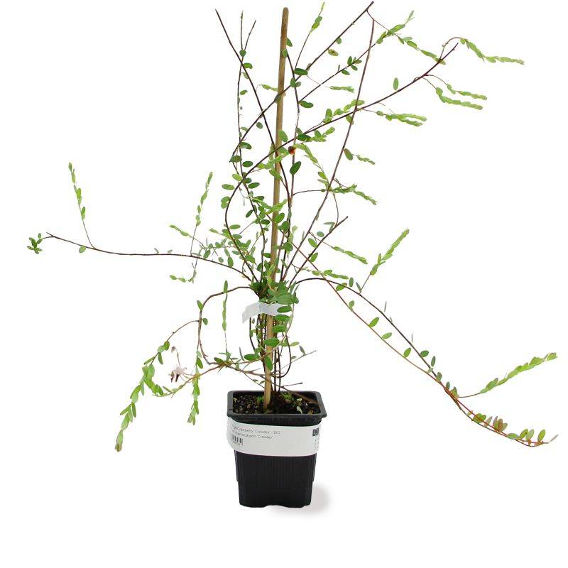 Canneberge 'Crowley' BIO (Vaccinium macrocarpon 'Crowley') - Godet 8cm - Taille : 20/40cm - Pépinières Naudet - Imagen 2
