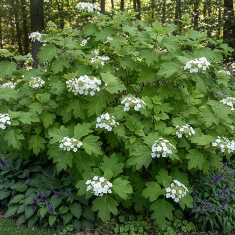 Hortensia à feuilles de chêne Alice, Hydrangea quercifolia à fleurs Rose - feuillage Caduc - Pot de 4L - 40/60 cm-  hauteur à maturité De 1,00 m à 1,5 - Imagen 5