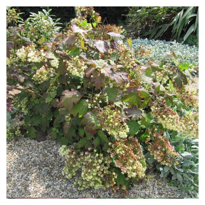 Hortensia à feuilles de chêne Alice, Hydrangea quercifolia à fleurs Rose - feuillage Caduc - Pot de 4L - 40/60 cm- hauteur à maturité De 1,00 m à 1,5 - Image 2