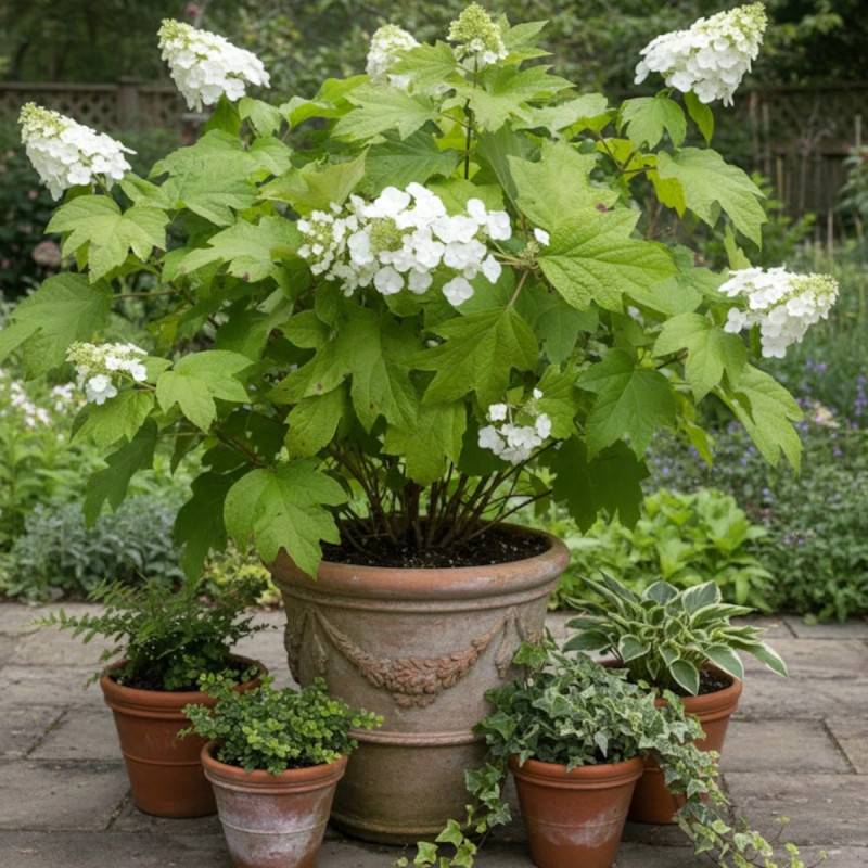 Hortensia à feuilles de chêne Alice, Hydrangea quercifolia à fleurs Rose - feuillage Caduc - Pot de 4L - 40/60 cm-  hauteur à maturité De 1,00 m à 1,5 - Imagen 6