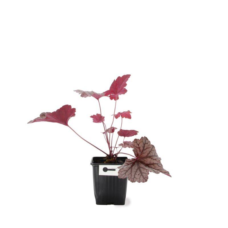 3 Heuchères 'Cascade Down' (Heuchera Cascade Down) - Lot de 3 vivaces - Pépinières Naudet - Image 2