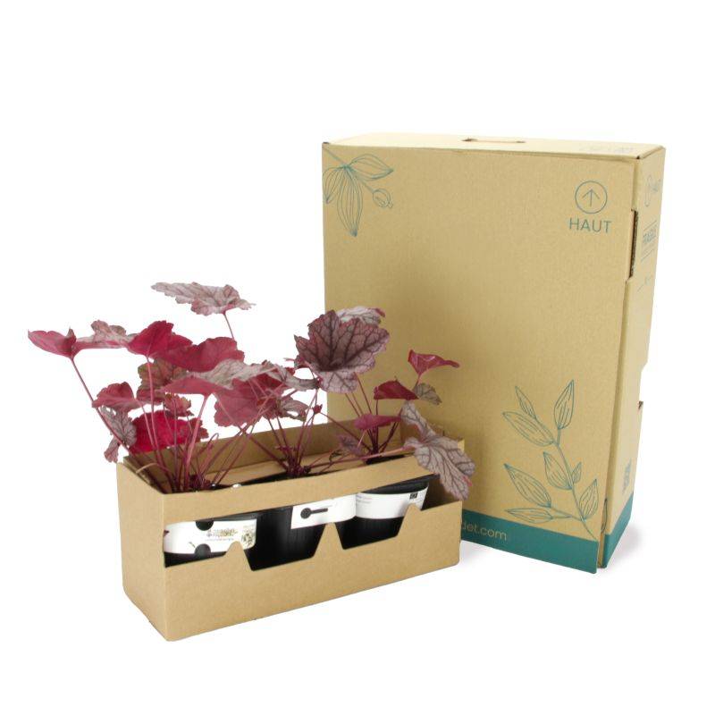 3 Heuchères 'Cascade Down' (Heuchera Cascade Down) - Lot de 3 vivaces - Pépinières Naudet - Image 5