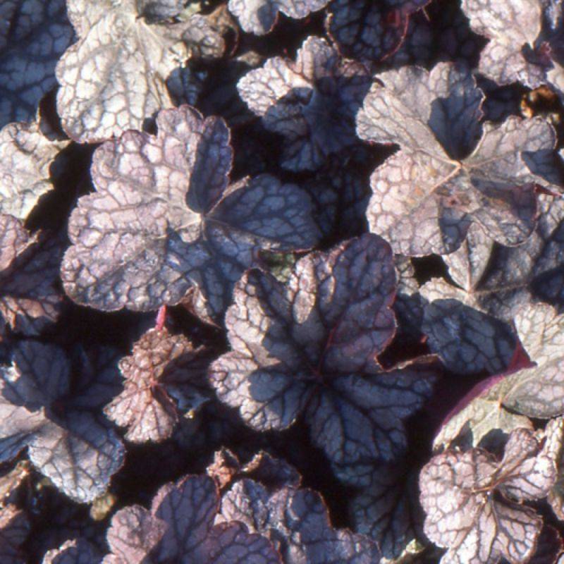 3 Heuchères 'Cascade Down' (Heuchera Cascade Down) - Lot de 3 vivaces - Pépinières Naudet - Image 1