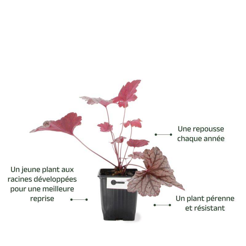 3 Heuchères 'Cascade Down' (Heuchera Cascade Down) - Lot de 3 vivaces - Pépinières Naudet - Image 3