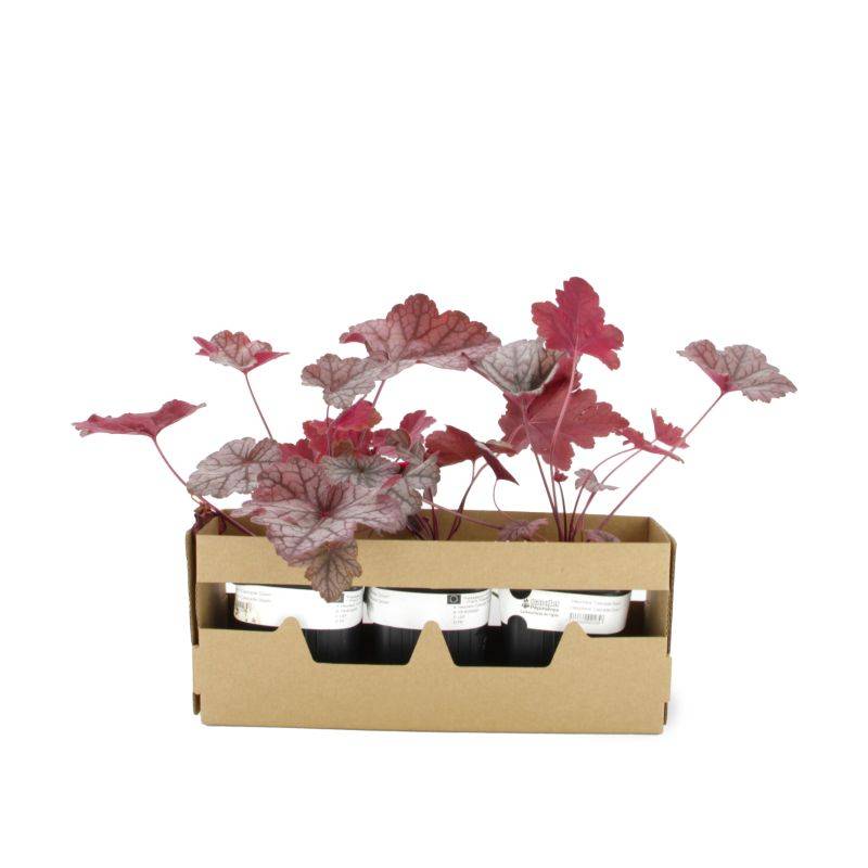 3 Heuchères 'Cascade Down' (Heuchera Cascade Down) - Lot de 3 vivaces - Pépinières Naudet - Image 4