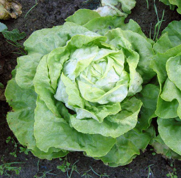 Laitue pommée Appia Bio - Ferme de Sainte Marthe le sachet de 500 graines environ (2g)