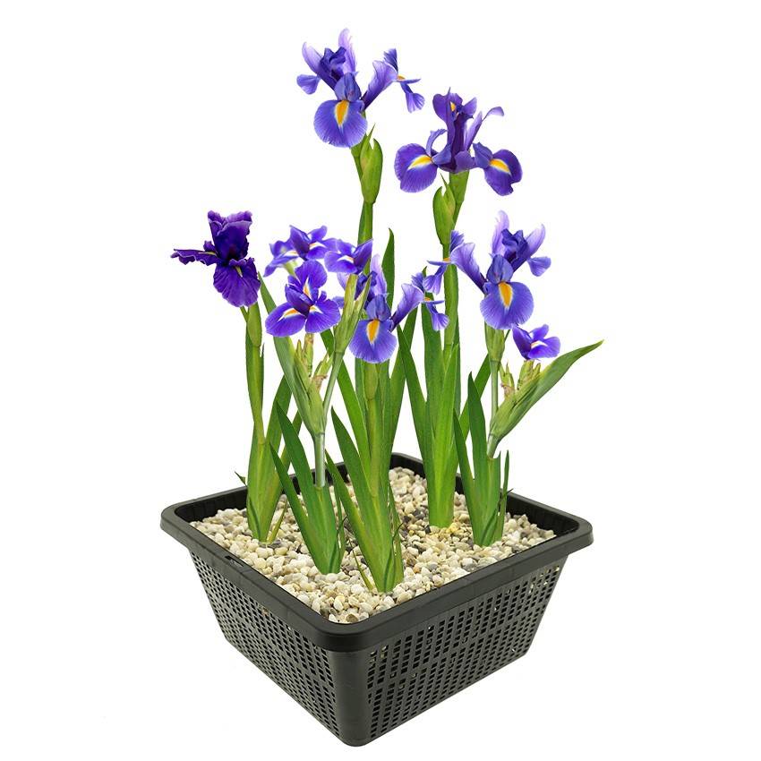 0 - Iris Bleu Plante Berge Bassin - Floraison Bleue - Rustique - 9 Pièces