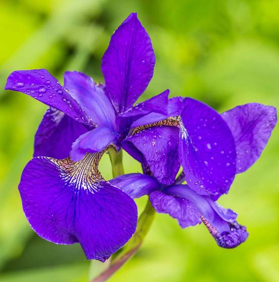 0 - Iris Bleu Plante Berge Bassin - Floraison Bleue - Rustique - 9 Pièces - Image 2