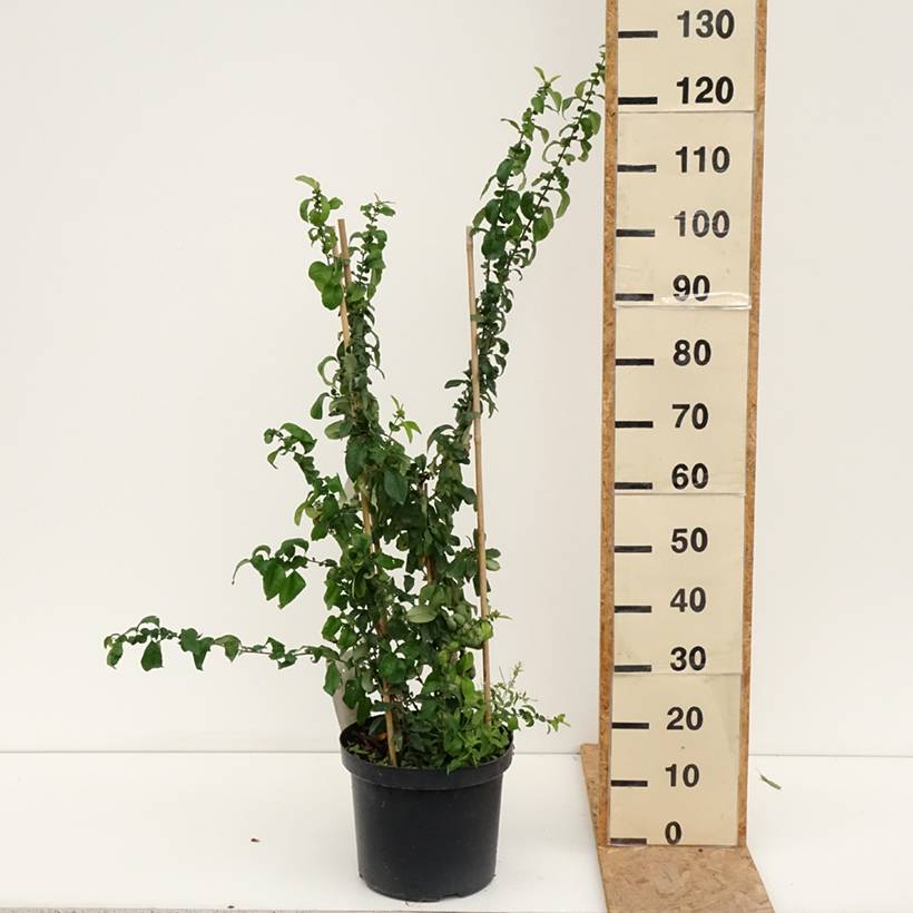 Cognassier du Japon Cameo - Chaenomeles superba Pot de 7,5L/10L - Image 2