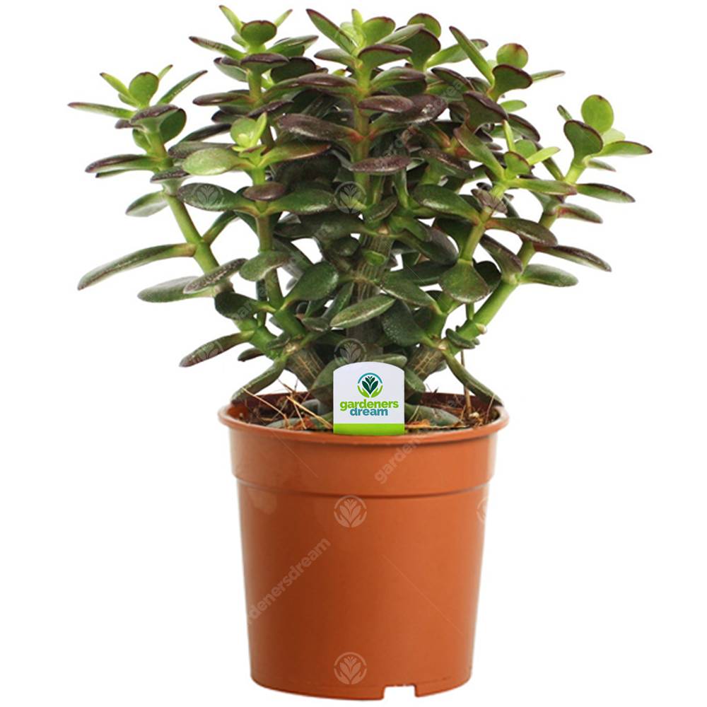 Gardenersdream - Crassula Minor - 1 Plante - Arbre De Jade En Pot D'Intérieur Pour Maison / Bureau - GardenersDream - Imagen 1