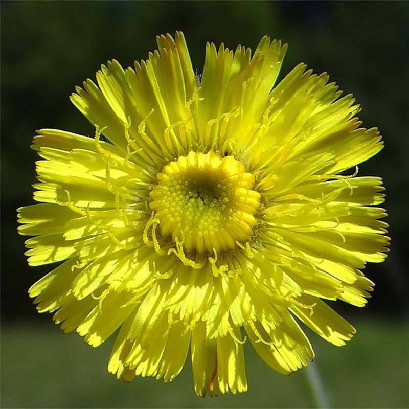 Hieracium pilosella - Epervière Godet de 8/9 cm
