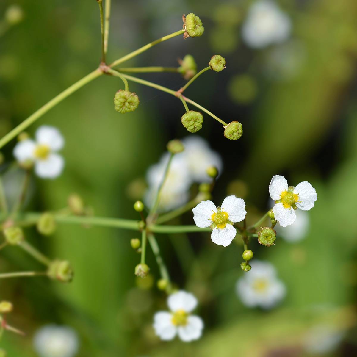 Alisma lanceolatum - Plantain d'eau à feuilles lancéolées Godet de 8/9 cm
