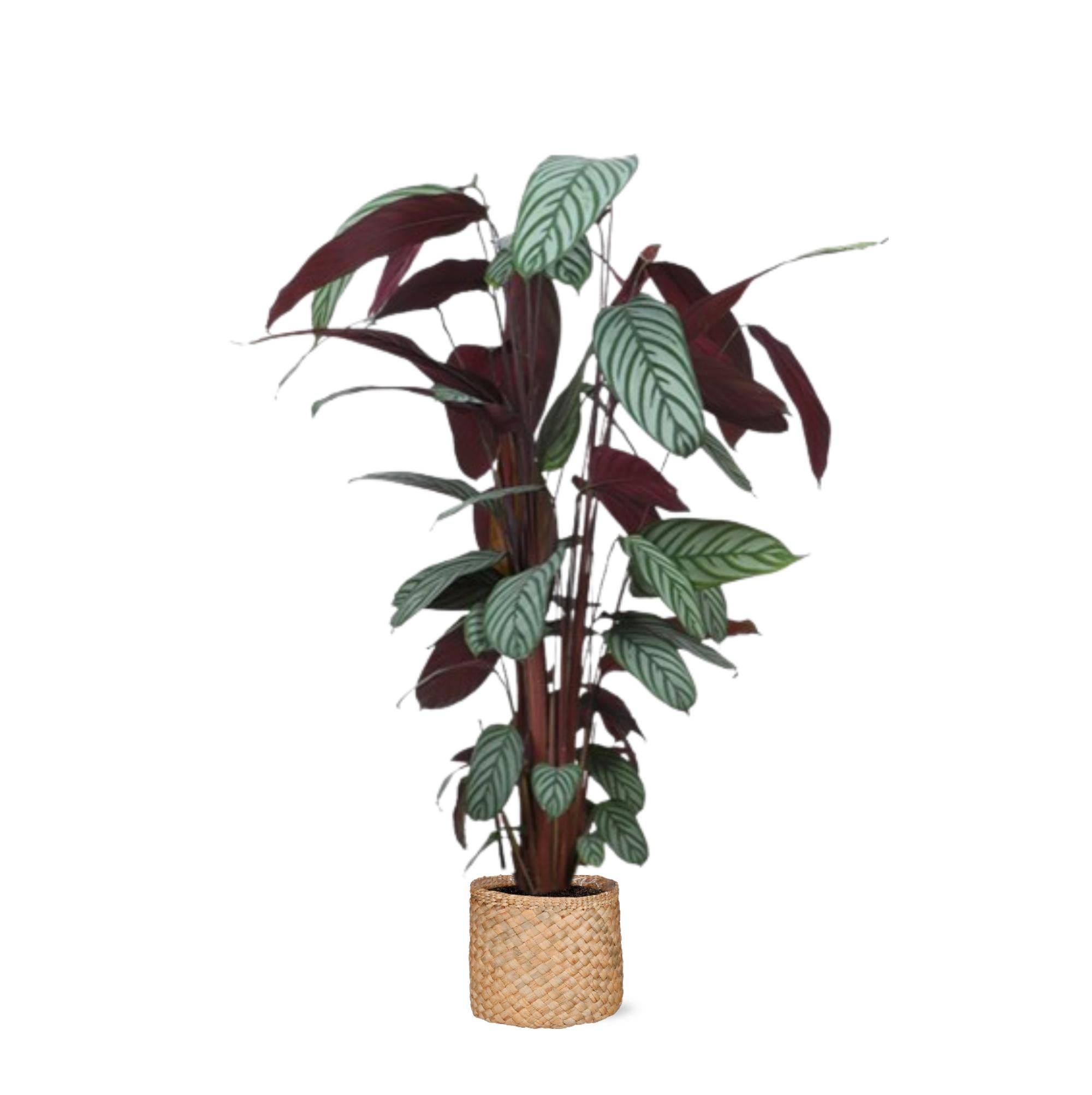 La Green Touch - Ctenanthe Oppenheimiana et son pot- La Green Touch Panier Naturel - Hauteur 27cm