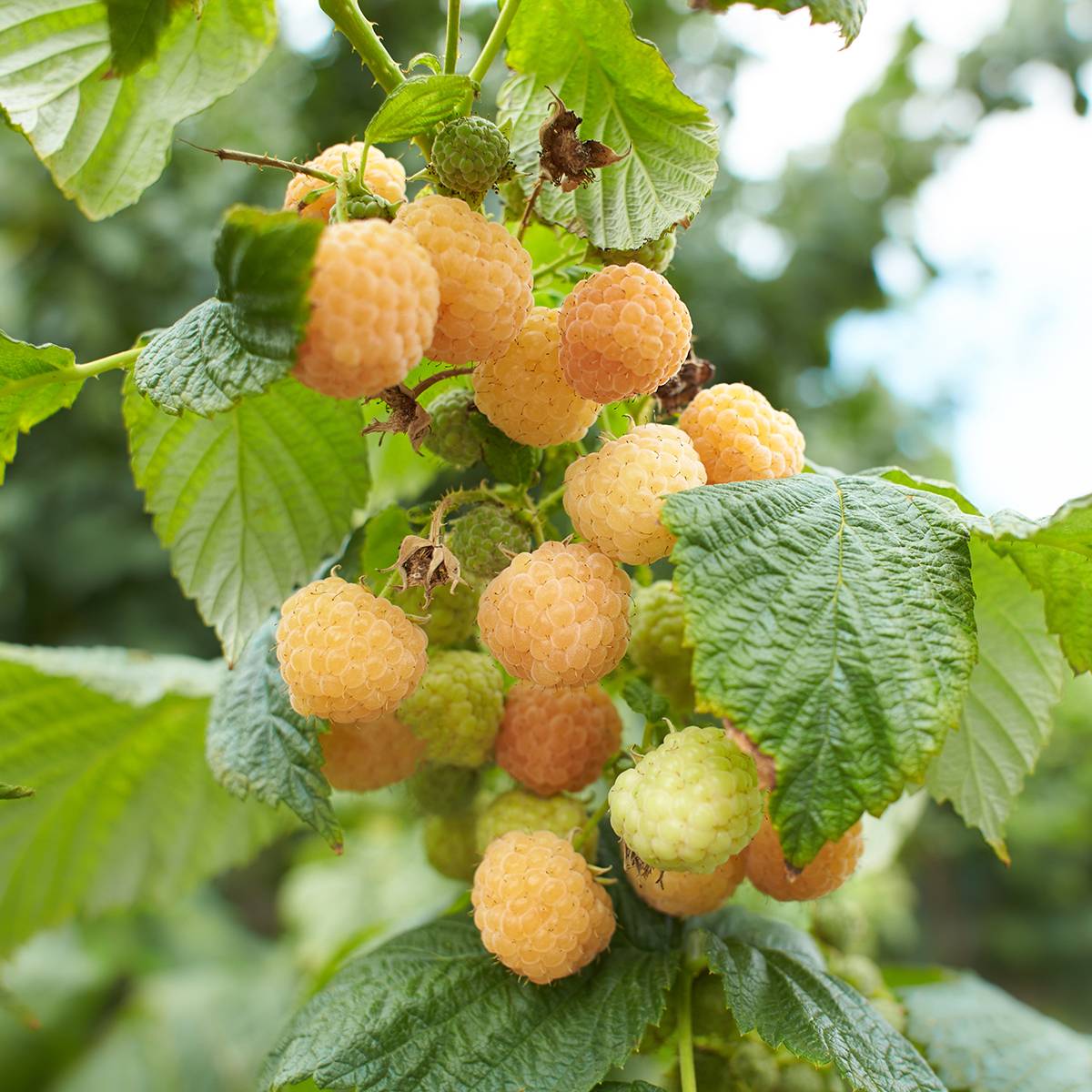 Framboisier nain Lowberry Goodasgold - Rubus idaeus Pot de 1,5L/2L, Touffe