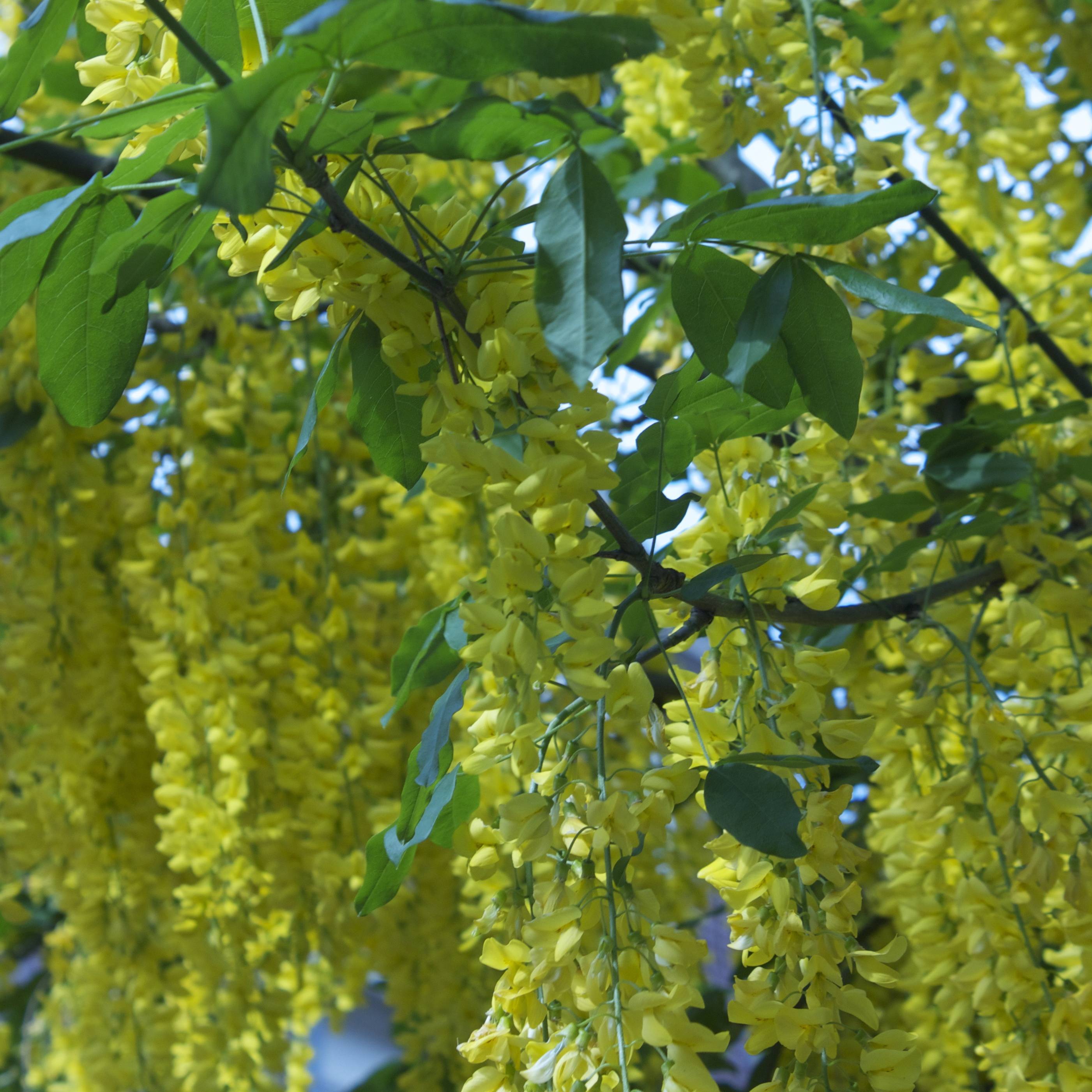 Promesse de Fleurs - Laburnum anagyroides - Cytise à grappe Pot de 7,5L/10L